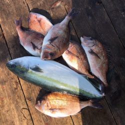 由良海上釣り堀 海人 釣果