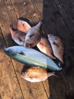 由良海上釣り堀 海人 釣果