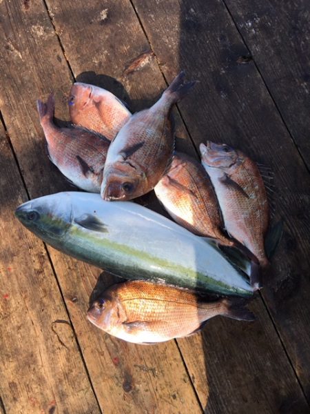 由良海上釣り堀 海人 釣果