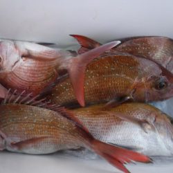 遊漁船 幸友丸 釣果