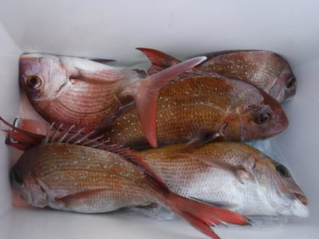 遊漁船 幸友丸 釣果