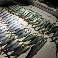 暁〜akatsuki〜 釣果