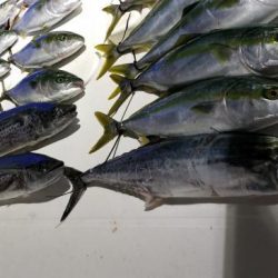 暁〜akatsuki〜 釣果