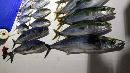 暁〜akatsuki〜 釣果