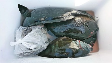 しば渡船 釣果