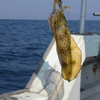 フィッシング太陽 釣果