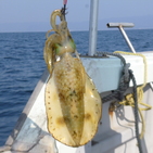 フィッシング太陽 釣果