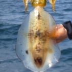 フィッシング太陽 釣果