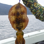 フィッシング太陽 釣果