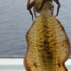 フィッシング太陽 釣果