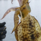 フィッシング太陽 釣果