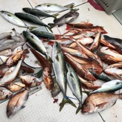 ふじしめ丸 釣果