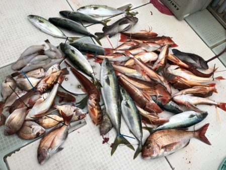 ふじしめ丸 釣果