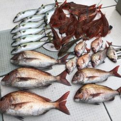 ふじしめ丸 釣果