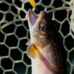 小菅トラウトガーデン 釣果