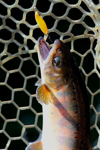 小菅トラウトガーデン 釣果