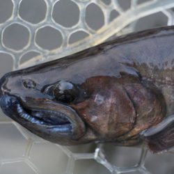 小菅トラウトガーデン 釣果