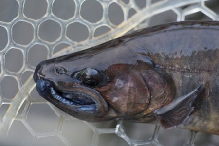 小菅トラウトガーデン 釣果