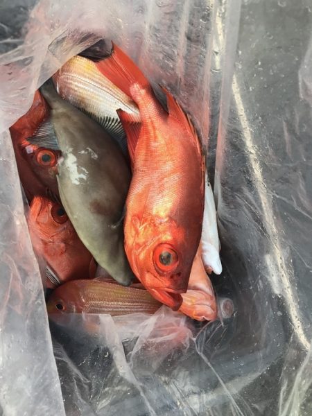 寿裕 （YOSHIHIRO） 釣果