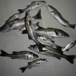 TOPGUN名古屋 釣果