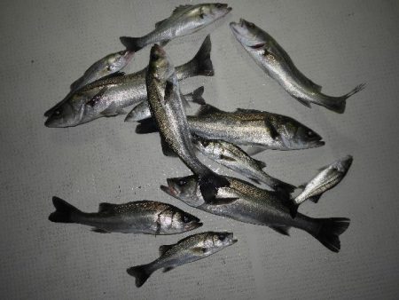 TOPGUN名古屋 釣果