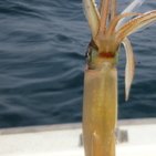 フィッシング太陽 釣果