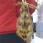 フィッシング太陽 釣果