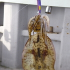 フィッシング太陽 釣果