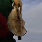 フィッシング太陽 釣果