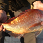 フィッシング太陽 釣果