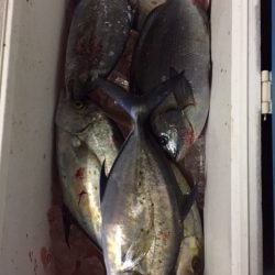 フィッシングハウス伊藤 釣果