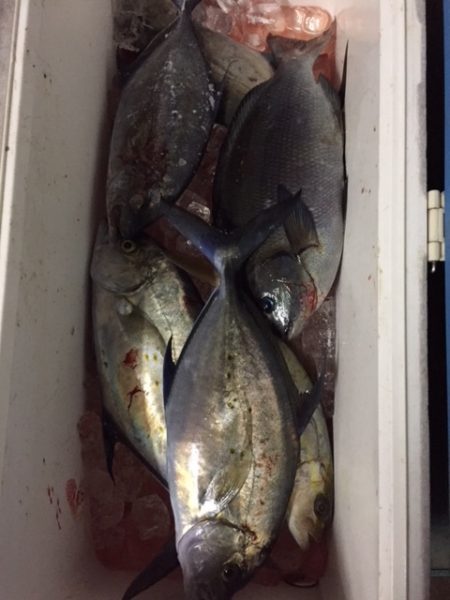 フィッシングハウス伊藤 釣果