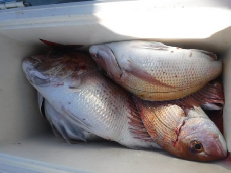 遊漁船 幸友丸 釣果