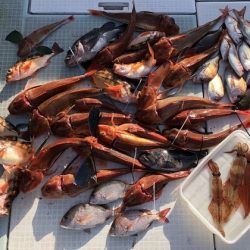 ふじしめ丸 釣果