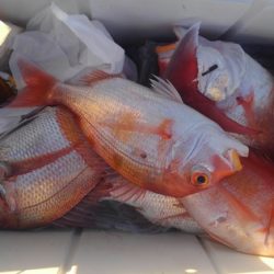 遊漁船 新鋭丸 釣果