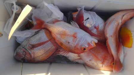 遊漁船 新鋭丸 釣果