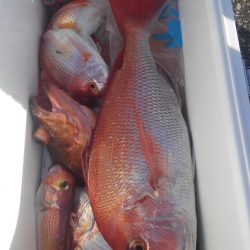 遊漁船 新鋭丸 釣果