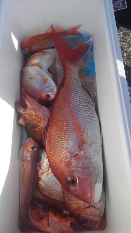 遊漁船 新鋭丸 釣果