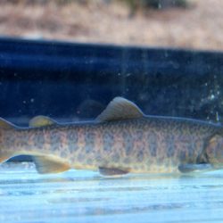 小菅トラウトガーデン 釣果