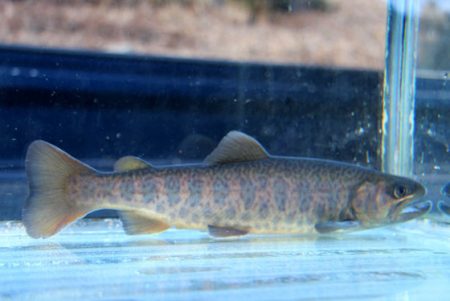 小菅トラウトガーデン 釣果