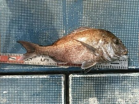 フィッシングガイド りょう 釣果