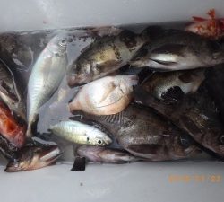 石川丸 釣果