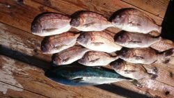 由良海上釣り堀 海人 釣果