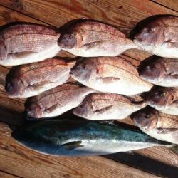 由良海上釣り堀 海人 釣果