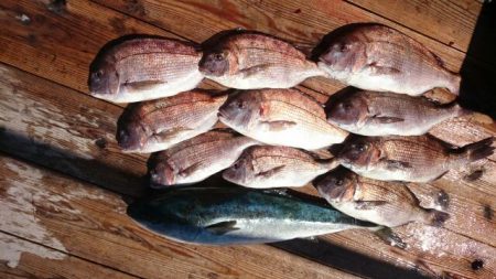 由良海上釣り堀 海人 釣果
