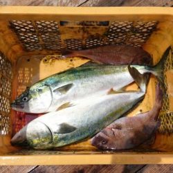 由良海上釣り堀 海人 釣果