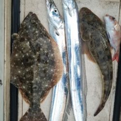 Magic(マジック) 釣果