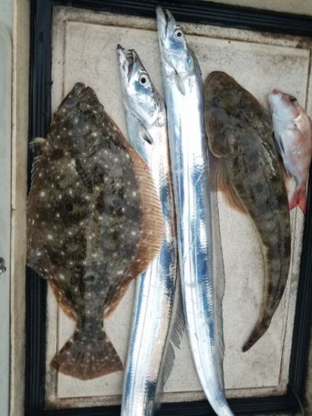 Magic(マジック) 釣果