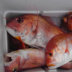 遊漁船 新鋭丸 釣果