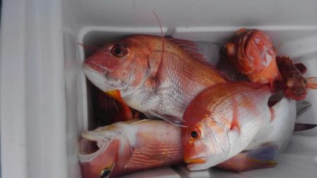 遊漁船 新鋭丸 釣果